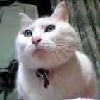 ぢゆんこ